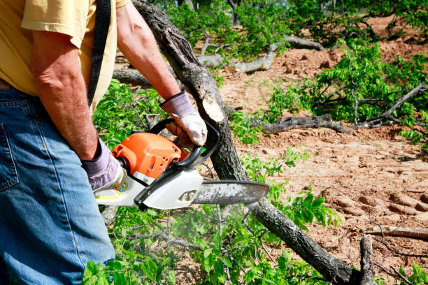 Best Arborist Services Near Me  in Thoreau, NM